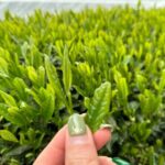 7 Hours Private Guided Tour Uji and Wazuka Matcha Farm - The Scenic and Cultural Significance