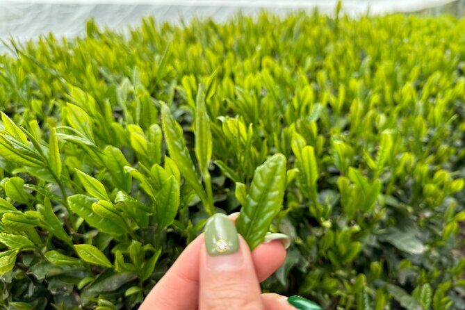 7 Hours Private Guided Tour Uji and Wazuka Matcha Farm - The Scenic and Cultural Significance