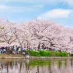 9 Day Best of Japan Cherry Blossom Small Group Tour 2026 - The Sum Up