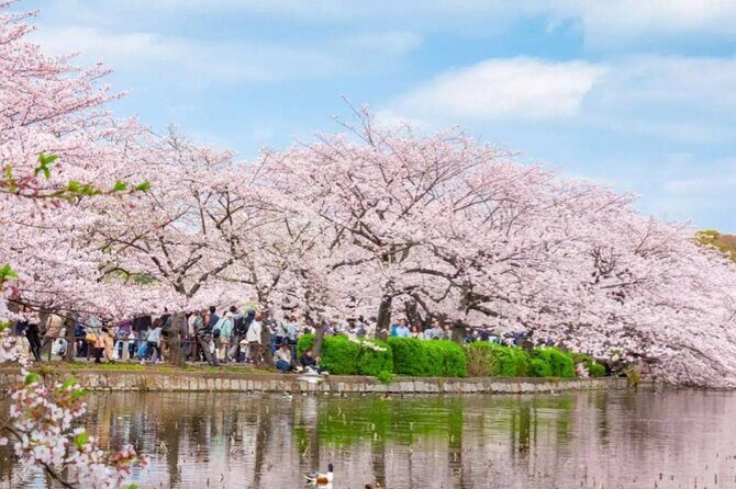 9 Day Best of Japan Cherry Blossom Small Group Tour 2026 - The Sum Up