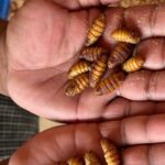 A 2-day trip through the Silk Route between Bangalore & Mysore - The Experience: What to Expect