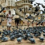 A Day Trip of Pushkar From Jaipur with Guide Service - Practical Tips and Considerations