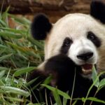 A day trip to the Xi'an Qinling Giant Panda Research Center - The Itinerary Breakdown: What to Expect