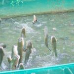 A Genuine 4-Day Journey Cycling the Mekong Delta - What Travelers Say (Based on Reviews)