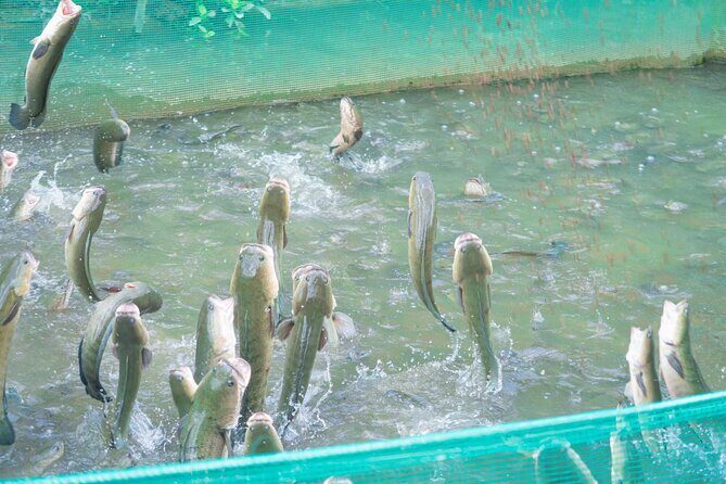 A Genuine 4-Day Journey Cycling the Mekong Delta - What Travelers Say (Based on Reviews)