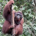 A glimpse of Orang Utan in Semenggoh Wildlife Centre - Transportation and Comfort