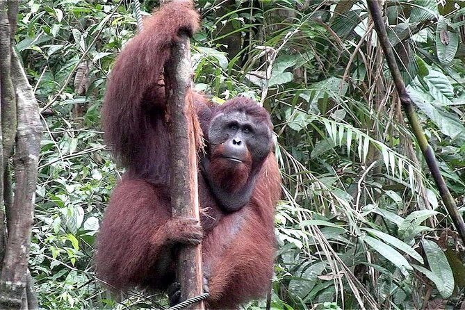 A glimpse of Orang Utan in Semenggoh Wildlife Centre - Transportation and Comfort
