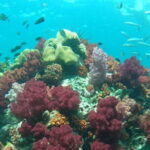 A Koh Lipe Snorkeling Tour - What to Expect on the Day