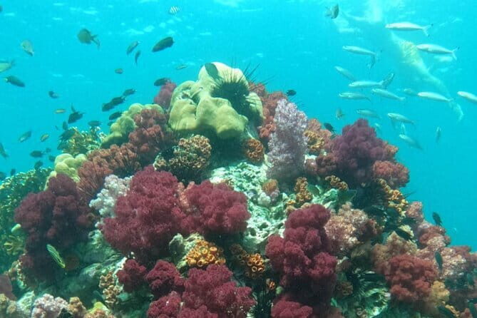 A Koh Lipe Snorkeling Tour - What to Expect on the Day