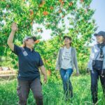 A Peach-Lovers Treat: Orchard Walk & Peach-Topped Soft Serve - The Value of the Experience