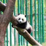 A Premium Day Trip: Leshan Giant Buddha and Panda Base - Exploring the Day: What to Expect from Start to Finish