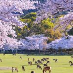 A Thousand Blossoms & Deer: Nara Spring Day Tour - What Makes This Tour Stand Out?