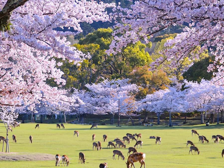 A Thousand Blossoms & Deer: Nara Spring Day Tour - What Makes This Tour Stand Out?