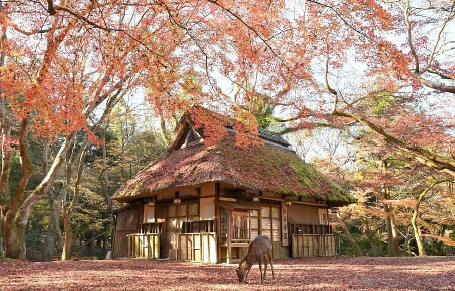 A Thousand Years in One Day: Kyoto & Nara Panoramic Tour - A Detailed Breakdown of the Tour Experience