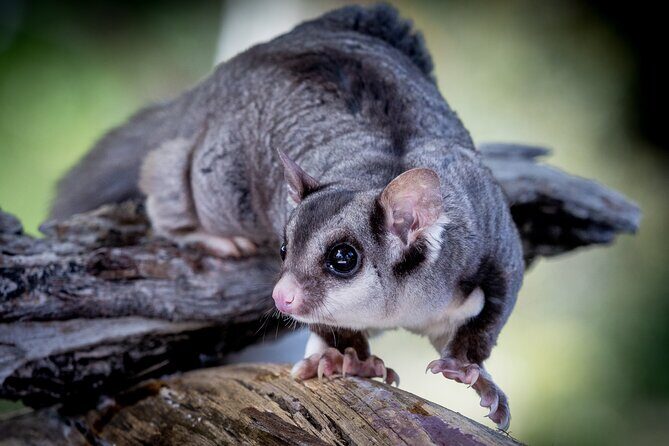 Adelaide Hills Wine & Wildlife Private Tour, inc Hahndorf & lunch - Practical Details and What to Expect