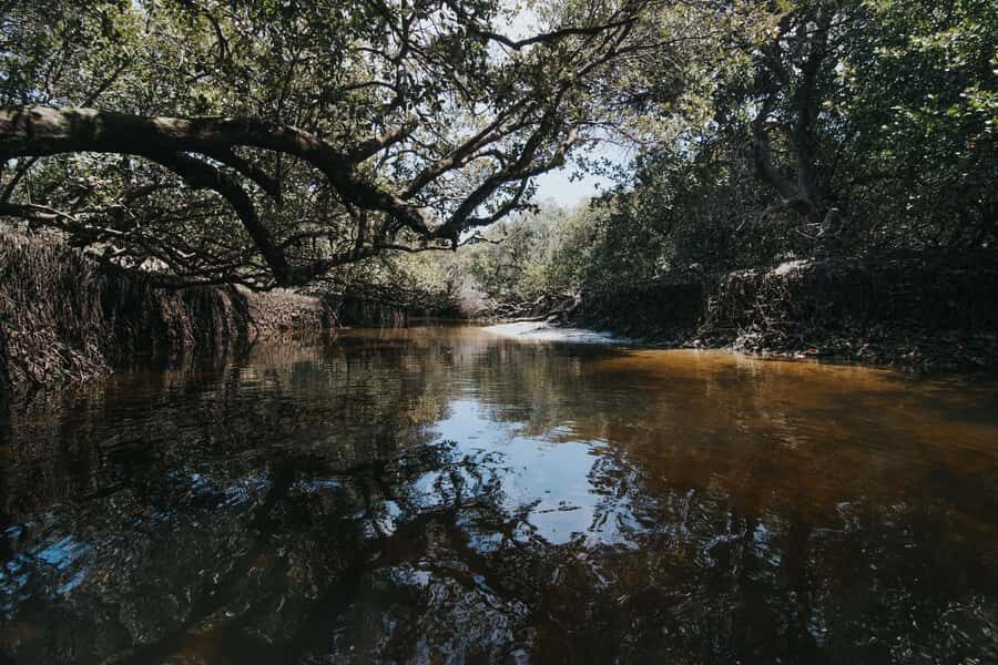 Adelaide: Twilight Mangrove Creek Kayak Tour - The Itinerary & Experience Breakdown