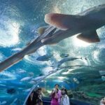 Admission Ticket to Underwater World Pattaya with Return Transfer - Who Should Consider This Tour?