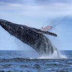 Adventure Whale Watching Tour Mooloolaba - Who Will Love This Tour?