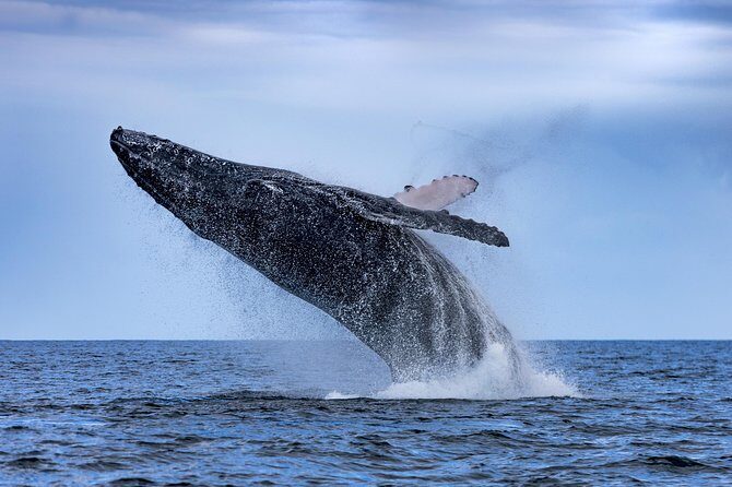 Adventure Whale Watching Tour Mooloolaba - Who Will Love This Tour?