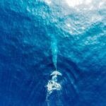 Aerial Whale Watching by Airplane from Koggala Airport (KCT) - Why Choose This Tour?