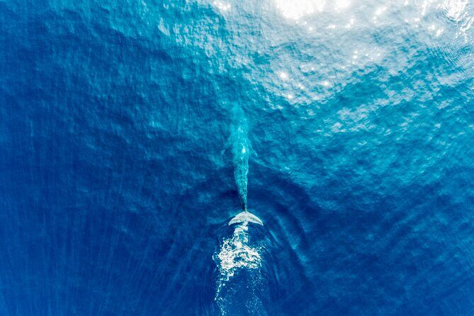 Aerial Whale Watching by Airplane from Koggala Airport (KCT) - Why Choose This Tour?