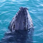 Afternoon Whale Watching Cruise in Broome - Who Should Consider This Tour?