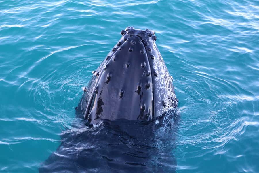 Afternoon Whale Watching Cruise in Broome - Who Should Consider This Tour?
