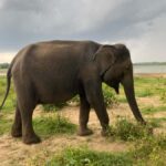 Ahungalla Riu Yala National Park Private Jeep Safari Tour - A Closer Look at the Experience