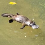 Airlie Beach: Eungella Wild Platypus Encounter - What Makes This Tour Special?
