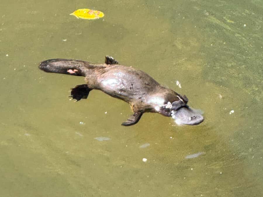 Airlie Beach: Eungella Wild Platypus Encounter - What Makes This Tour Special?