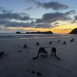 Airlie Beach: Kangaroos on the Beach at Dawn - What Makes This Tour Stand Out