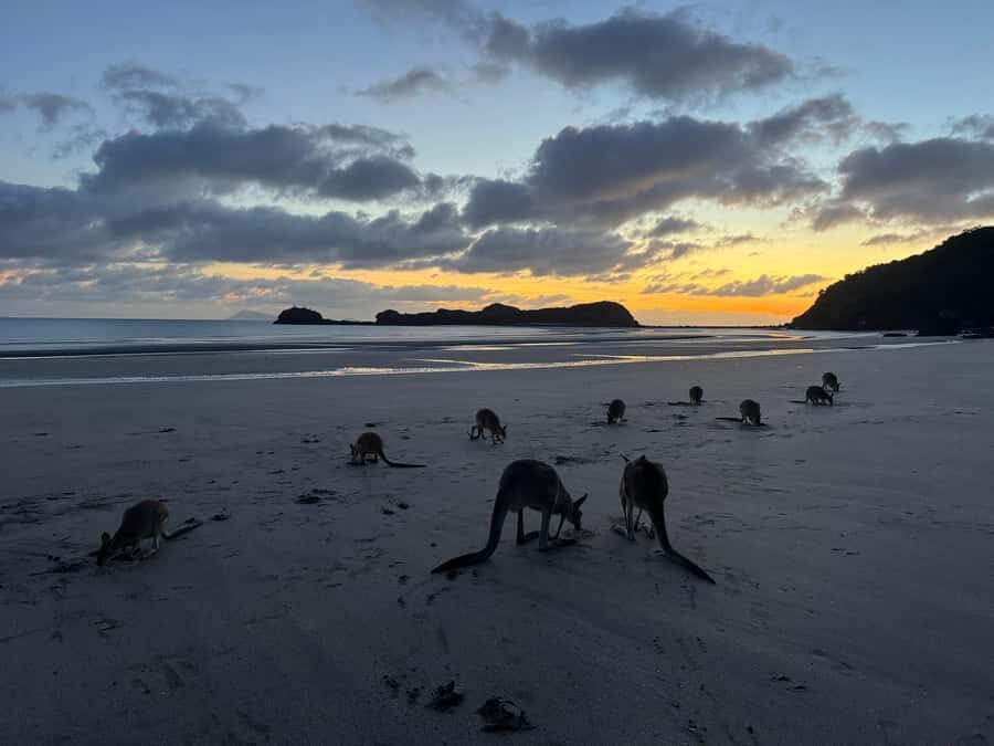 Airlie Beach: Kangaroos on the Beach at Dawn - What Makes This Tour Stand Out