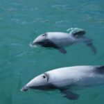 Akaroa: Wildlife Cruise with Dolphins and Penguins - Value and Practical Details