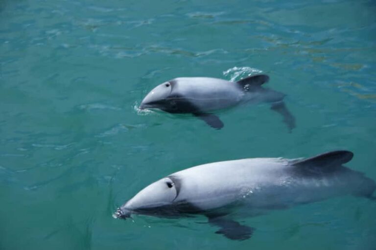 Akaroa: Wildlife Cruise with Dolphins and Penguins - Value and Practical Details