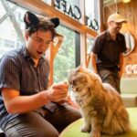 Akihabara Pop Culture and Relaxing Cat Café Tour with Local Guide - Why This Tour Adds Value