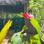 Akka Nago Cooking Class & Resturant - Authenticity and Quality: What Sets This Apart