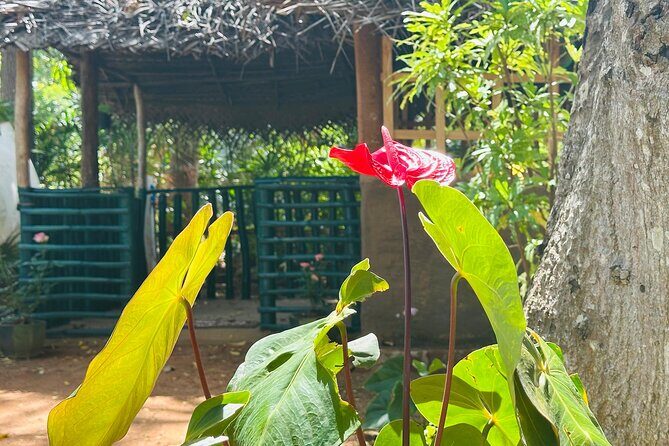 Akka Nago Cooking Class & Resturant - Authenticity and Quality: What Sets This Apart