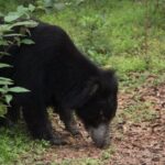 All inclusive 12 Hour Wilpattu National Park Safari - The Experience in Detail: What to Expect from the Wilpattu Safari