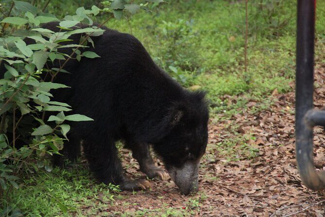 All inclusive 12 Hour Wilpattu National Park Safari - The Experience in Detail: What to Expect from the Wilpattu Safari