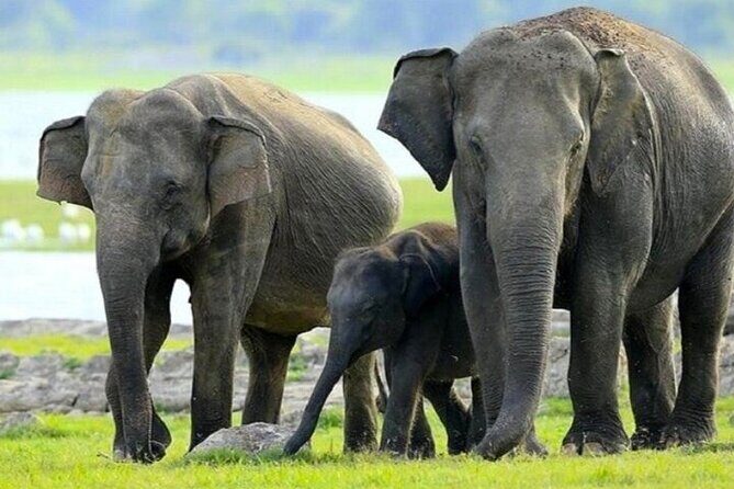 All-inclusive Central Sri Lanka Three Days Tour - Day Two: Climbing Pidurangala and Exploring Dambulla