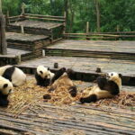 All-Inclusive Chengdu Highlight Panda Trip and Customizable Sites - Practical Aspects & Value