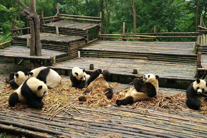 All-Inclusive Chengdu Highlight Panda Trip and Customizable Sites - Practical Aspects & Value