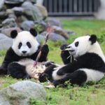 All Inclusive Chengdu Private Day Tour to Panda Breeding Base andCity Highlights - Wenshu Yuan Monastery: A Serene Cultural Stop