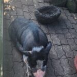 All inclusive Jeju island English private taxi tour(1 to 3days) - Final Thoughts