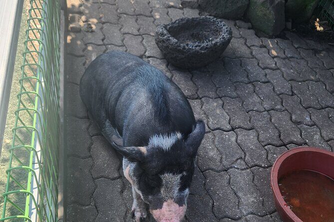 All inclusive Jeju island English private taxi tour(1 to 3days) - Final Thoughts