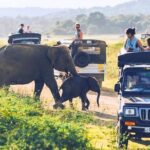 All inclusive leopard safari Wilpattu with guide - Is this safari worth its cost?