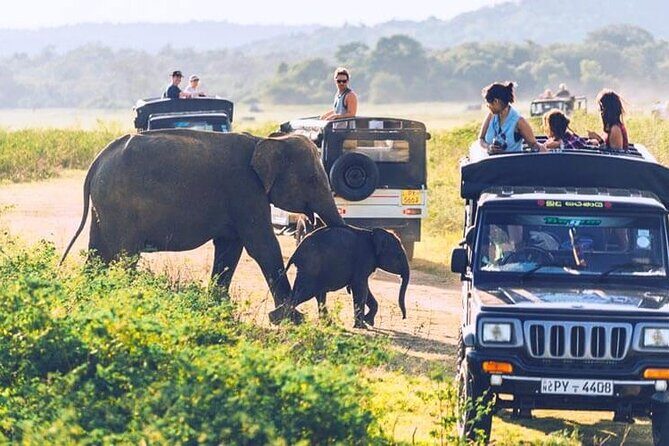 All inclusive leopard safari Wilpattu with guide - Is this safari worth its cost?