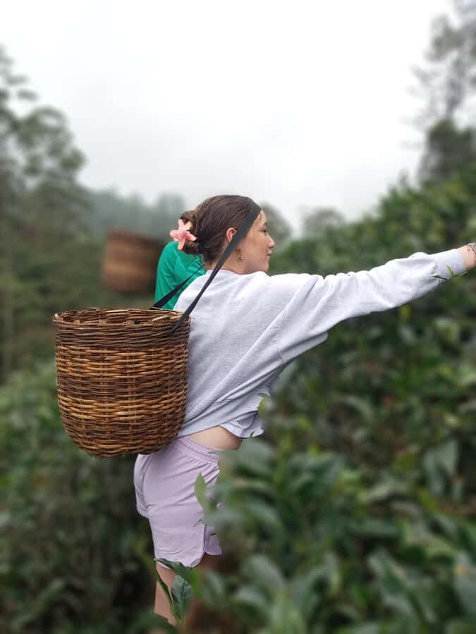 All-Inclusive Nuwara Eliya Tuk-Tuk Tour: Tea & Waterfalls - Why This Tour Really Works for Travelers