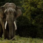 All Inclusive Private Safari at Yala and Bundala National Parks with Lunch - An In-Depth Look at the Safari Experience