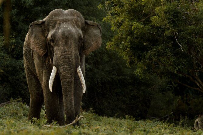 All Inclusive Private Safari at Yala and Bundala National Parks with Lunch - An In-Depth Look at the Safari Experience